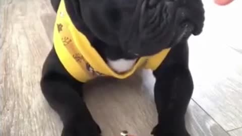 Smart French Bulldog Pup Learned to Get Food #shorts