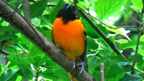 Oriole