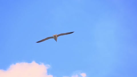 seagull-bird-fly-sky-clouds