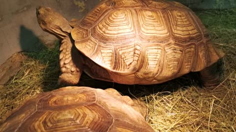 Very slow giant turtle walking on a zoo grass