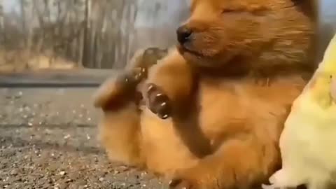 Cute dog and Duck Must funny videos