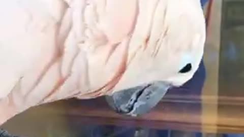 Cute white parrot video