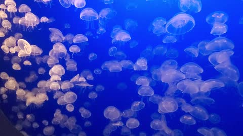 Under Water Super Nature Jellyfish