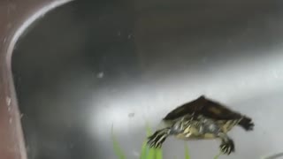 Black white cat pokes turtle in sink
