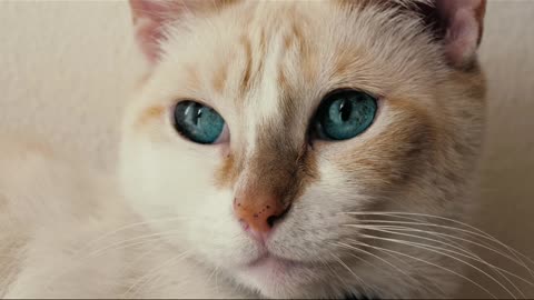 White, blue-eyed cat