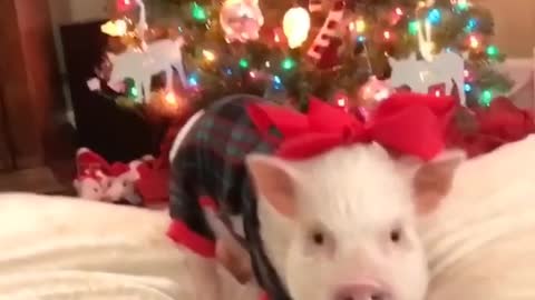 Christmas Pig and Pug Pajama Party