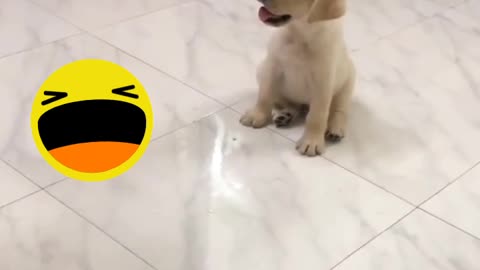 Labrador_Puppy_Training 😁 🐶 dogs animals powerful motivation video English