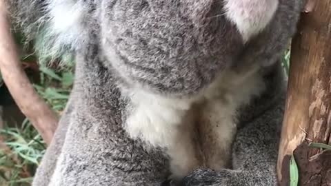 What Noise Does A Koala Make?