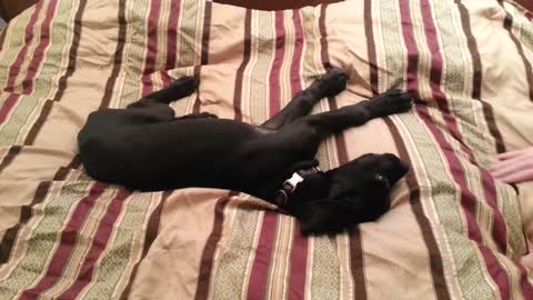 Great Dane Puppy Furious To Wake Up At 3:30 AM