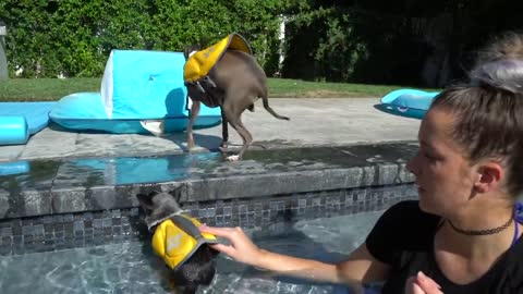 Why You Must Teach Your Dogs How To Swim