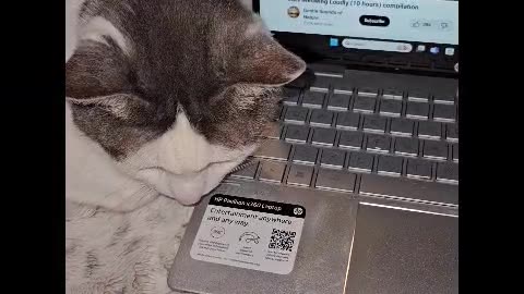 Mr. Rocky Hears Cats Meowing on Video and Tries to Find Them