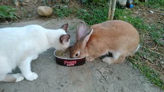 Cat and Rabbit Share During Lunchtime