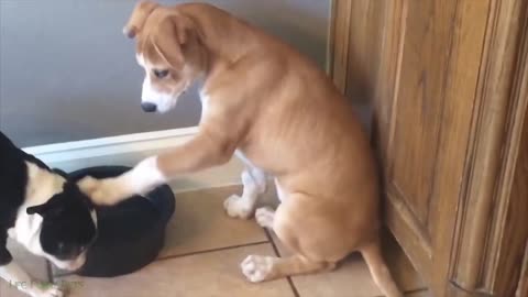 funny cats and dog compilation |cats and dogs funny fails |cats and dogs funniest videos #34