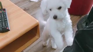 Bichon| Who see Bichon cute???