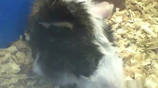 Abyssinian guinea pig just wants to relax, very pretty! [Nature & Animals]