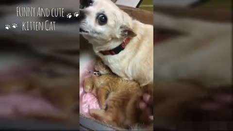 Romantic Dog and cat act like a cute couple...PT1