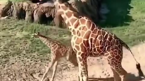 Baby giraffe with zoomies