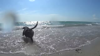 I play with my dog and the ball on the sea
