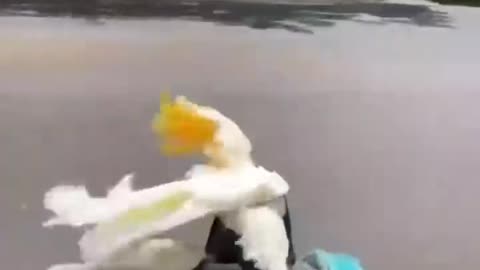 White cockatoo Enjoying Ride