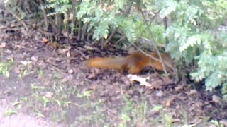 squirrel in the park