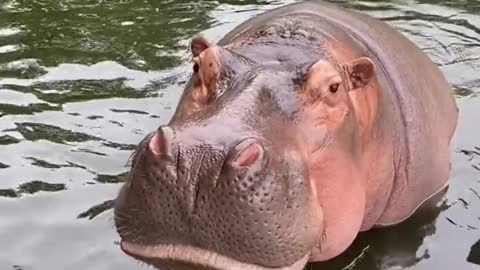 Hippo family, cute pet debut plan