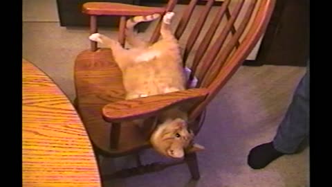 Properly Trained Orange Cat Somersaults Into Chair On Command