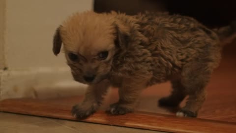 A young puppy learns to walk