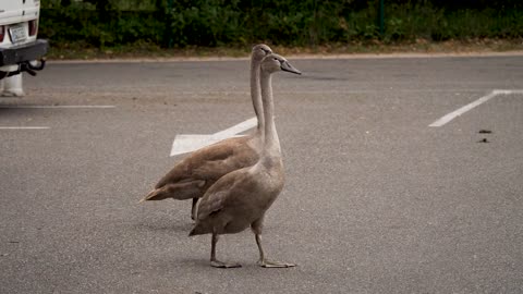 young swans, plumage