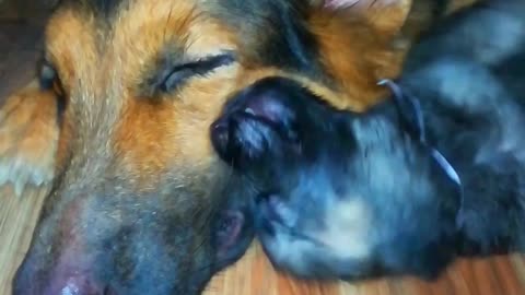 Cute German shepherd puppies happy moments