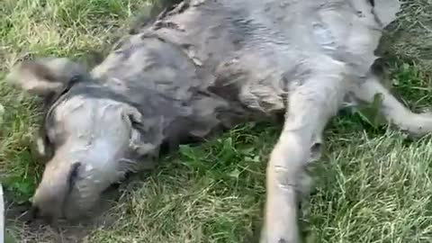 Doggy Dives Into Deep Mud Puddle