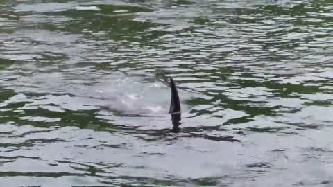 Orcas Hunting in Thieves Bay