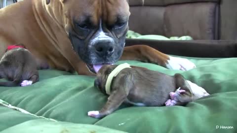 Most attractive dog giving birth on stand