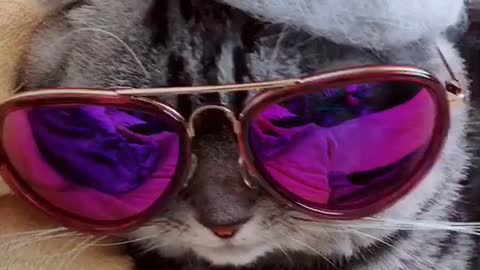 Cats with sunglasses