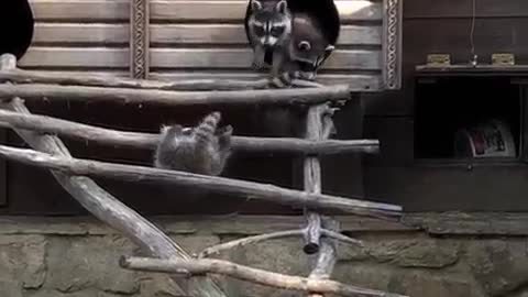 Raccoons first trip at the zoo