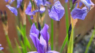 Blue Siberian iris