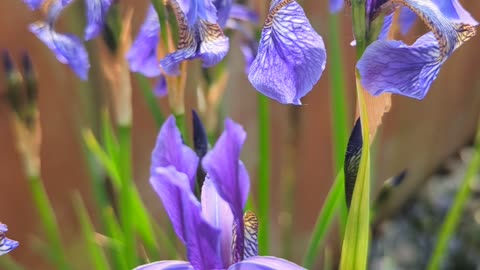 Blue Siberian iris