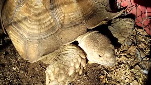 🐢 Big Tonka Tortie Wakes Up