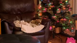 Adorable dog doesn’t need to be asked twice to go back to sleep