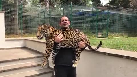 Jaguar And Tiger Playing With Owner!!_Cut.mp4