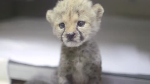 Rejected cheetah cub cuddles up with puppy pal