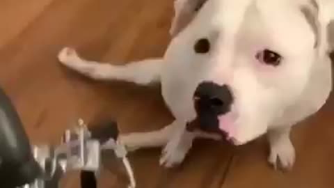 Badly Disabled Dog, But Happy To Live. Amazing!