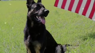 German Shepherd Independence Day! | Dog Says Happy Independence Day!