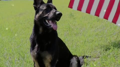 German Shepherd Independence Day! | Dog Says Happy Independence Day!