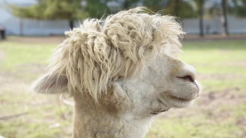 Beautiful Alpaca Closeup