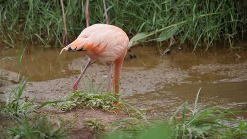 Flock of beautiful flamingos in Nature