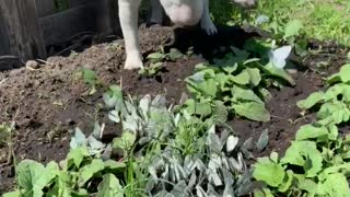 Bull Terrier Fascinated by Butterflies