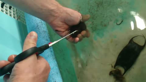 Removing a Baby Skate of an Egg Case