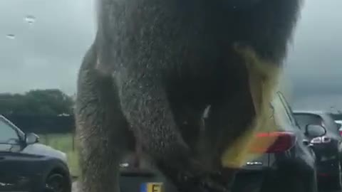 Climbing Monkey on the Car Gives Boy a Big Surprise