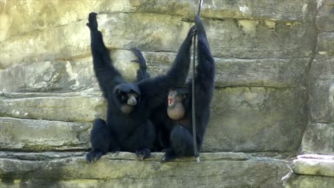 Adorable monkey playing