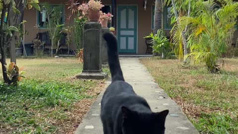 Footage Of A Black Cat Walking